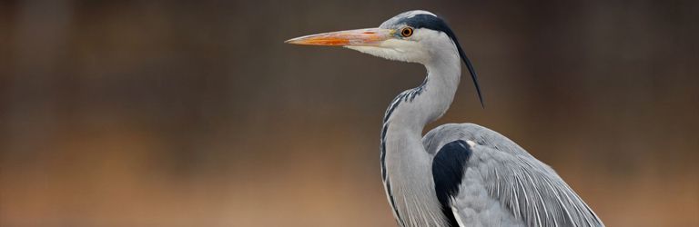 Bird & Wildlife Cruise Header